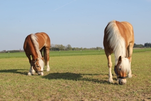 Spaß, feine Hilfen und langjährige Partnerschaft mit dem Pferd - auch für Anfänger geeignet Bild 14