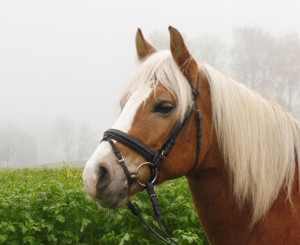 Spaß, feine Hilfen und langjährige Partnerschaft mit dem Pferd - auch für Anfänger geeignet Bild 20