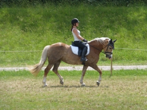 Spaß, feine Hilfen und langjährige Partnerschaft mit dem Pferd - auch für Anfänger geeignet Bild 10