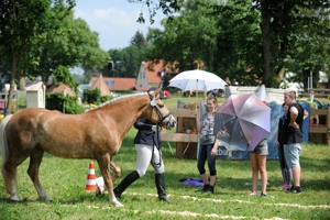 Spaß, feine Hilfen und langjährige Partnerschaft mit dem Pferd - auch für Anfänger geeignet Bild 4