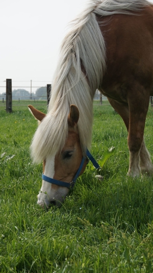 Spaß, feine Hilfen und langjährige Partnerschaft mit dem Pferd - auch für Anfänger geeignet Bild 5