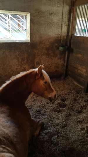 Spaß, feine Hilfen und langjährige Partnerschaft mit dem Pferd - auch für Anfänger geeignet Bild 19