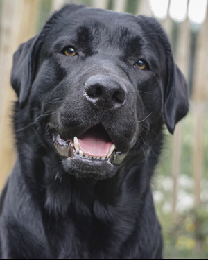 Labrador Deckrüde / 26-fach frei / GRSK / DOK / Champion / stud dog