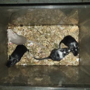 Gerbil, Rennmäuse, Renner Bild 3