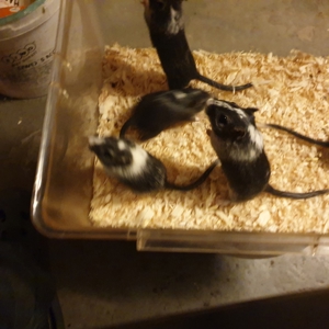 Gerbil, Rennmäuse, Renner Bild 2