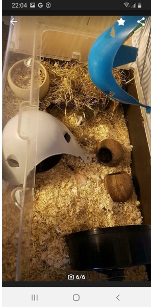 Vielzitzenmäuse Bild 5