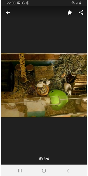 Vielzitzenmäuse Bild 2