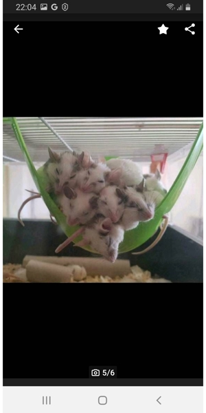 Vielzitzenmäuse Bild 4