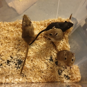 Gerbil, Rennmäuse, Renner Bild 4