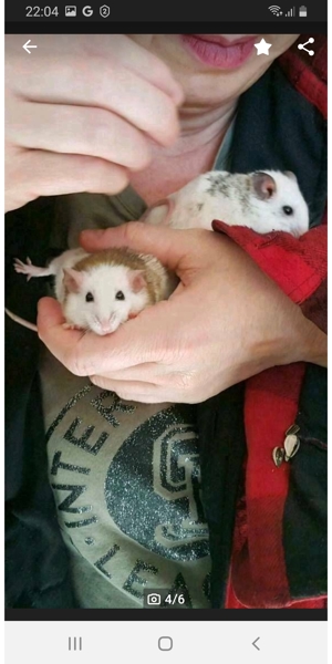 Vielzitzenmäuse Bild 3