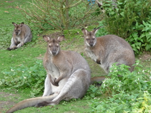 Wallaby Bennett Känguru