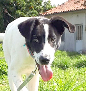 CHARLY sucht sein Glückskörbchen