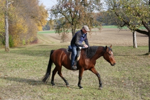 Pferdetrainer, Pferdeausbildung und Reiterausbildung Bild 13