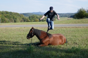 Pferdetrainer, Pferdeausbildung und Reiterausbildung Bild 1
