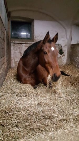 Wer mag mich reiten, mich kuscheln und lieb haben? Unterricht auf Beteiligungsbasis Bild 4