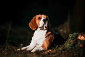 Beagle Deckrüde, KEIN VERKAUF !!!