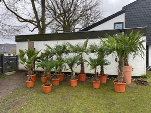 Wunderschöne winterharte Palmen (trachycarpus fortunei) für den Außenbereich Bild 1