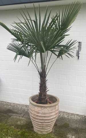 Wunderschöne winterharte Palmen (trachycarpus fortunei) für den Außenbereich Bild 3