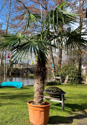 Wunderschöne winterharte Palmen (trachycarpus fortunei) für den Außenbereich Bild 2