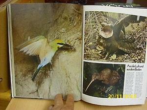 2 Bücher über Vögel Bild 3