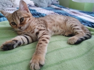 BKH Bengal Mix Kitten Katzenbaby Kätzchenab Sofort... 