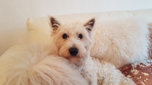 Westie, Deckrüde. KEIN Verkauf. 299,- EUR für das decken.