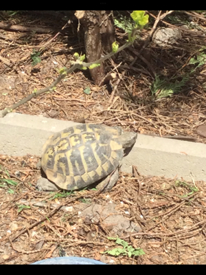 Griechische Landschildkröte, männlich, mit Papiere.