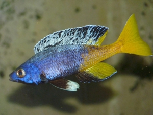 Cyprichromis leptosoma Kitumba