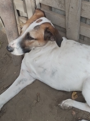 CRISS - Traumhund auf drei Beinen (wartet in Rumänien) Bild 10