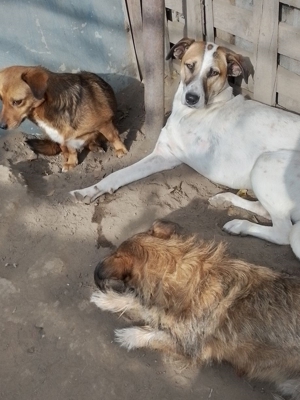 CRISS - Traumhund auf drei Beinen (wartet in Rumänien) Bild 7