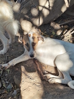 CRISS - Traumhund auf drei Beinen (wartet in Rumänien) Bild 6