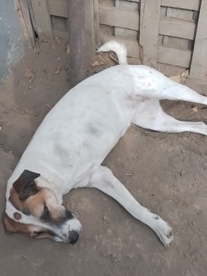 CRISS - Traumhund auf drei Beinen (wartet in Rumänien) Bild 11