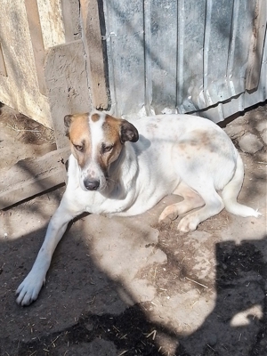 CRISS - Traumhund auf drei Beinen (wartet in Rumänien) Bild 5