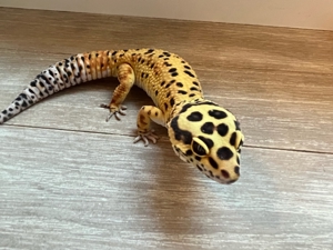 1.0 Blood Cross Bild 6