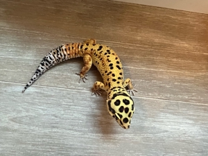 1.0 Blood Cross Bild 5