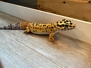 1.0 Blood Cross Bild 2