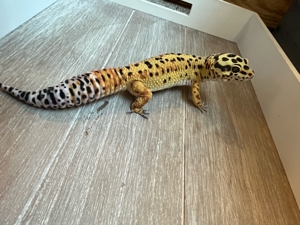 1.0 Blood Cross Bild 3