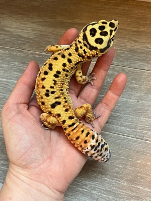 1.0 Blood Cross Bild 4