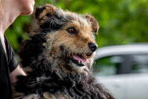 Milo,kleiner Hundemann ca. 7 Jahre, ca. 42 cm, ca. 10 kg