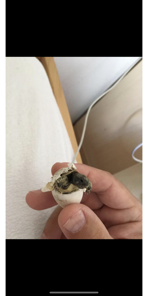 griechische Landschildkröte schildkröte schildkroete Bild 5