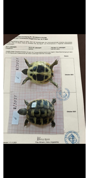 griechische Landschildkröte schildkröte schildkroete Bild 6