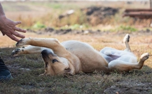 lieber,kastrierter Ben im rumänischen Tierheim, hofft`auf Adoption Bild 7