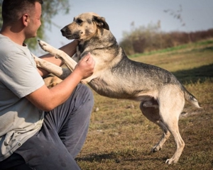 lieber,kastrierter Samy, 5 Jahre, im rumänischen Tierheim, sucht Familienanschluß