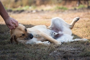 lieber,kastrierter Ben im rumänischen Tierheim, hofft`auf Adoption Bild 3