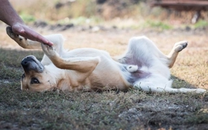 lieber,kastrierter Ben im rumänischen Tierheim, hofft`auf Adoption Bild 8