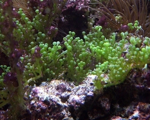 Suche Meerwasser Algen