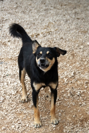 Katja Mischlingshündin Mischling Hündin sucht Zuhause oder Pflegestelle Bild 9