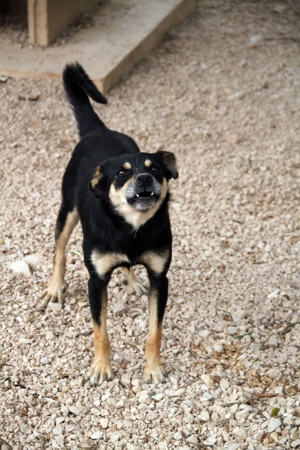 Katja Mischlingshündin Mischling Hündin sucht Zuhause oder Pflegestelle Bild 8