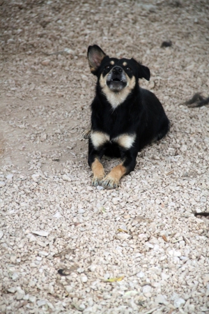 Katja Mischlingshündin Mischling Hündin sucht Zuhause oder Pflegestelle Bild 6