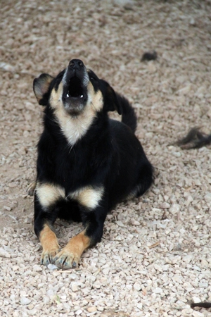 Katja Mischlingshündin Mischling Hündin sucht Zuhause oder Pflegestelle Bild 7